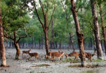 A herd of deer in the tiger forest