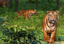 সুন্দরবনে বেড়েছে বাঘের আনাগোনা